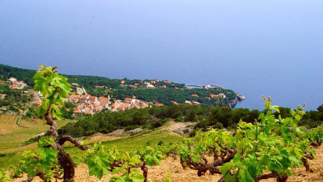 Hvar vineyards and winery landscape for a practical short-stay wine tasting guide
